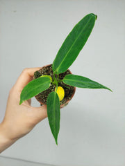 Anthurium Warocqueanum Baby