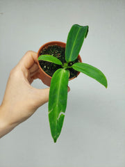 Anthurium Warocqueanum Baby