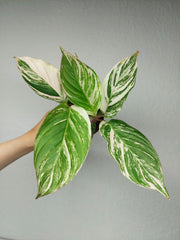 Calathea Glaza