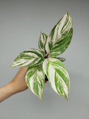 Calathea Glaza