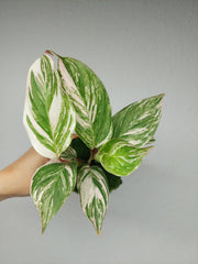 Calathea Glaza
