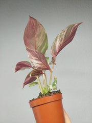 Calathea Glaza