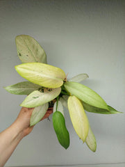Philodendron Whipple Way