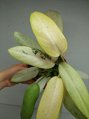 Philodendron Whipple Way