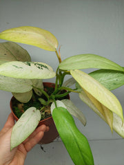 Philodendron Whipple Way