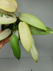 Philodendron Whipple Way