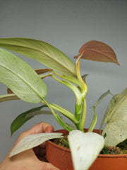 Philodendron Whipple Way