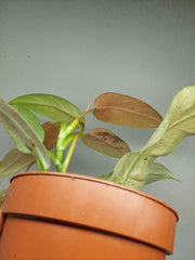 Philodendron Whipple Way