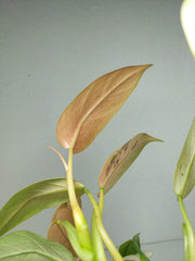 Philodendron Whipple Way