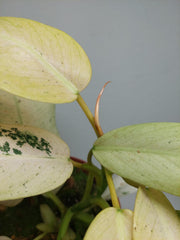 Philodendron Whipple Way