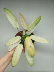 Philodendron Whipple Way