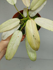 Philodendron Whipple Way