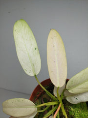 Philodendron Whipple Way