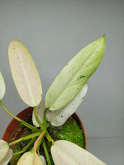 Philodendron Whipple Way