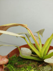Philodendron Whipple Way