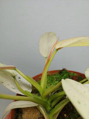 Philodendron Whipple Way
