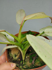 Philodendron Whipple Way