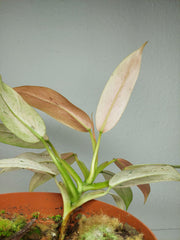 Philodendron Whipple Way