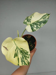 Monstera Thai Creme Brulee