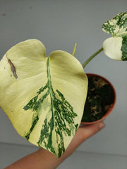 Monstera Thai Creme Brulee