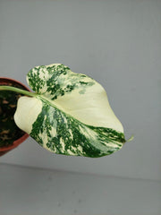 Monstera Thai Creme Brulee