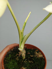 Monstera Thai Creme Brulee