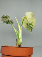 Monstera Thai Creme Brulee