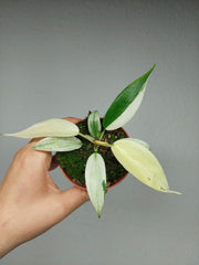 Philodendron Florida Ghost Mutation