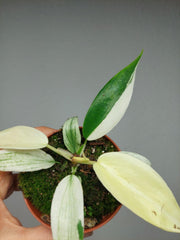 Philodendron Florida Ghost Mutation
