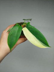 Philodendron Florida Ghost Mutation