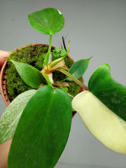 Philodendron Florida Ghost Mutation