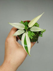 Philodendron Florida Ghost Mutation