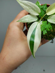 Philodendron Florida Ghost Mutation