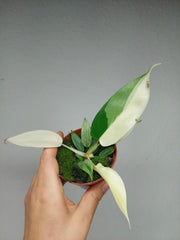 Philodendron Florida Ghost Mutation