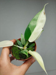 Philodendron Florida Ghost Mutation