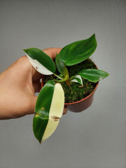 Philodendron Florida Ghost Mutation