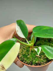 Philodendron Florida Ghost Mutation