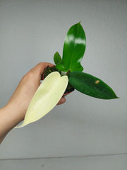 Philodendron Florida Ghost Mutation