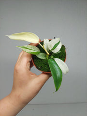 Philodendron Florida Ghost Mutation