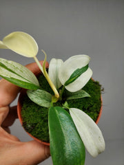 Philodendron Florida Ghost Mutation