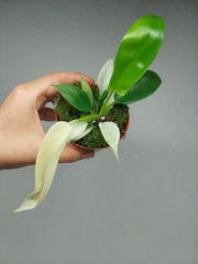 Philodendron Florida Ghost Mutation