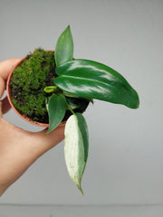 Philodendron Florida Ghost Mutation