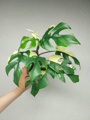 Monstera Minima (Raphidophora Tetrasperma) Variegata