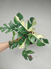 Monstera Minima (Raphidophora Tetrasperma) Variegata