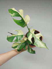 Monstera Minima (Raphidophora Tetrasperma) Variegata