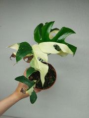 Monstera Minima (Raphidophora Tetrasperma) Variegata