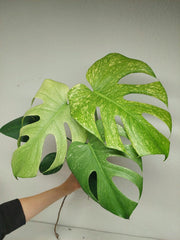 Monstera Mint