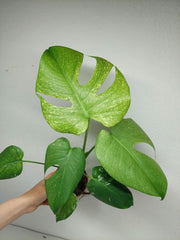 Monstera Mint