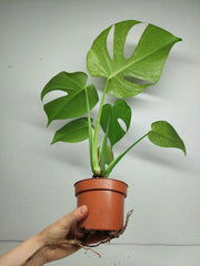 Monstera Mint