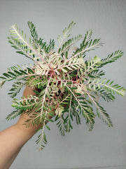 Phyllanthus Urinaria Variegata